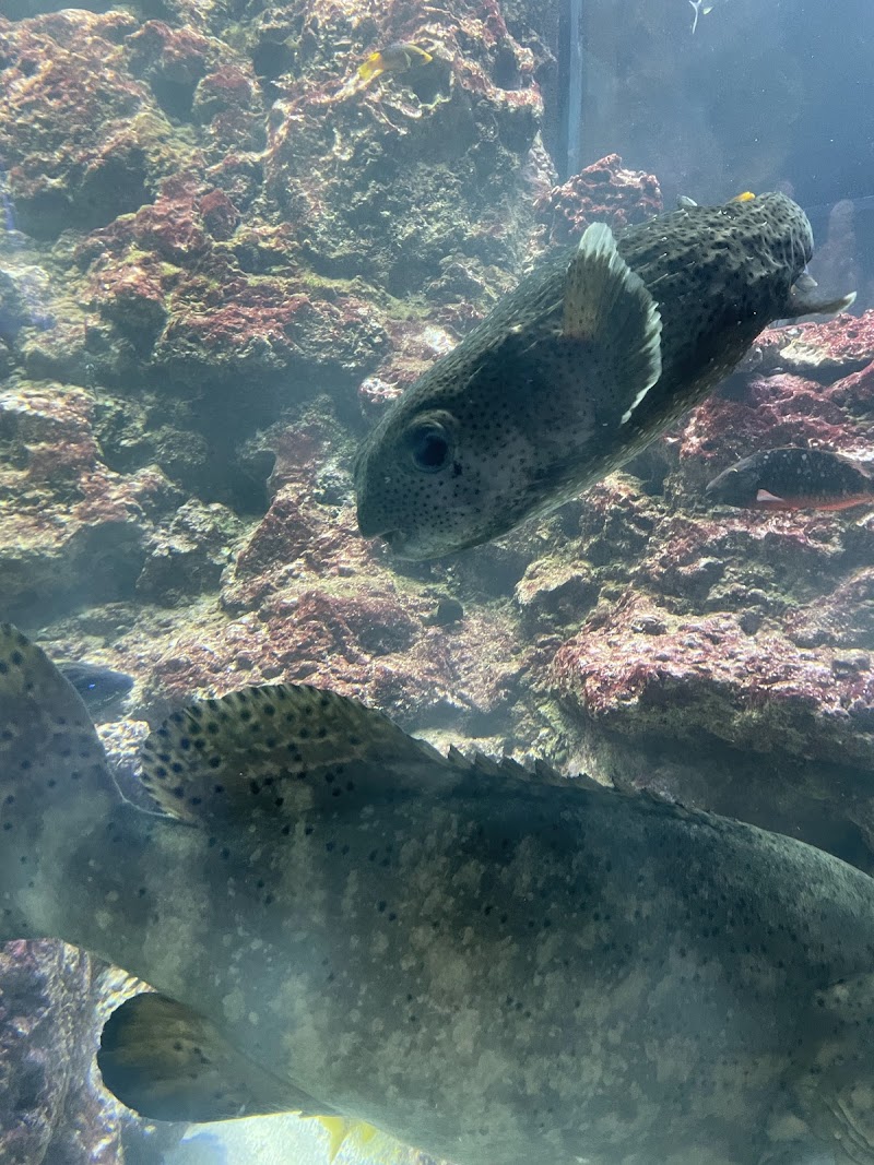 The Dive Aquarium at the Frost Museum photo 5