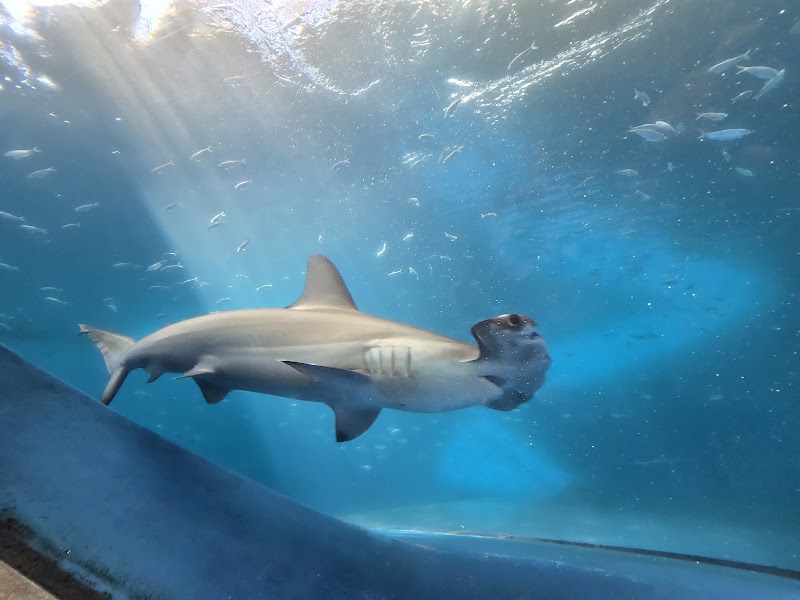 Photo of The Dive Aquarium at the Frost Museum
