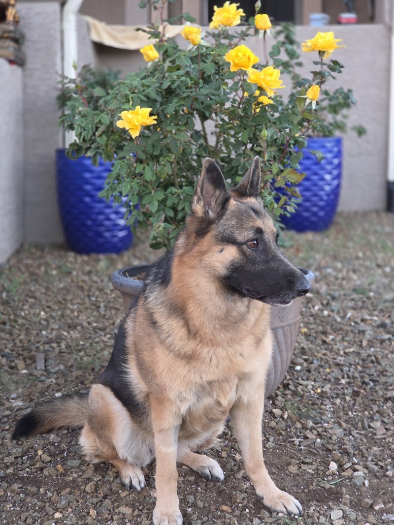Chino Valley Animal Hospital photo 4