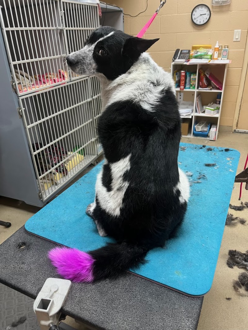 Chino Valley Animal Hospital photo 3