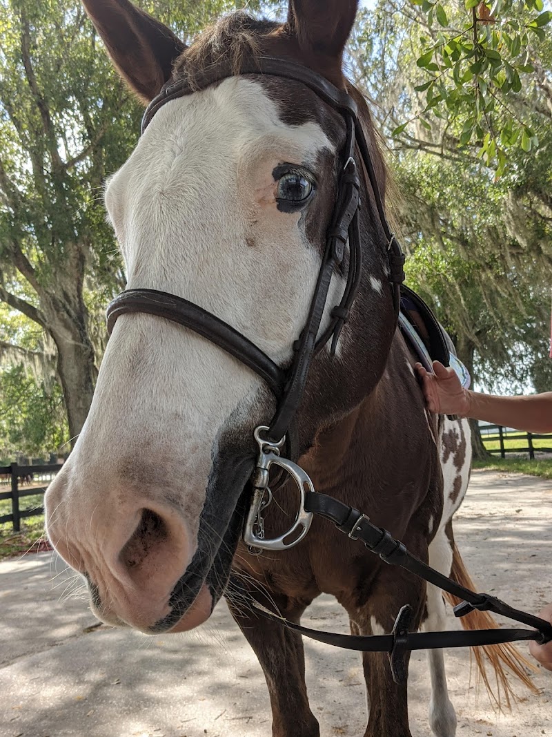 Bristol Rose Equestrian photo 5