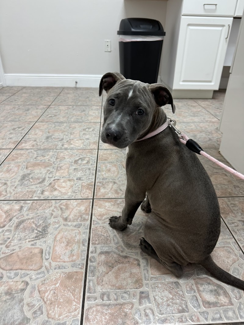 Photo of Advanced Veterinary Services