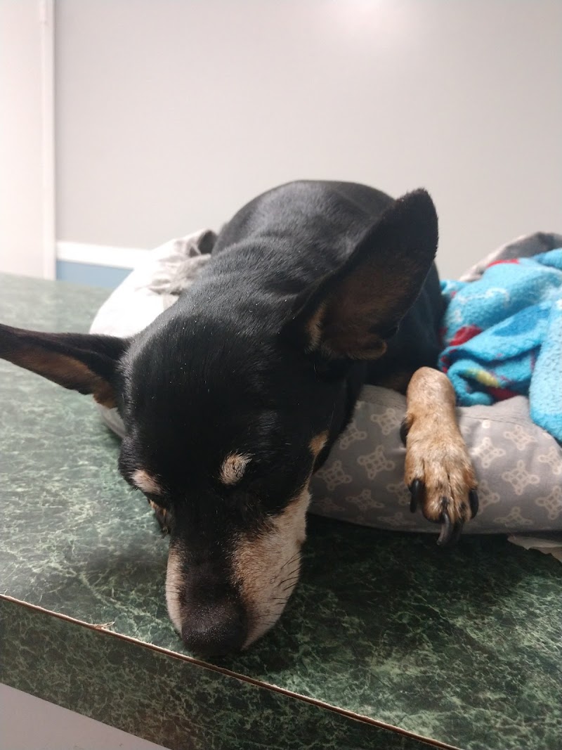 Advanced Veterinary Services photo 5