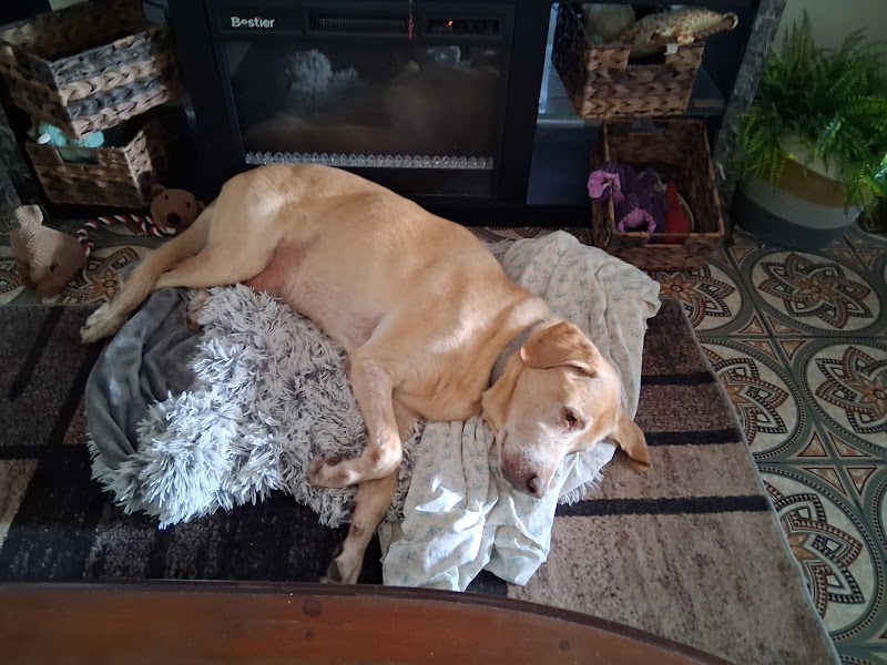 Photo of PET NANNY 24HRS