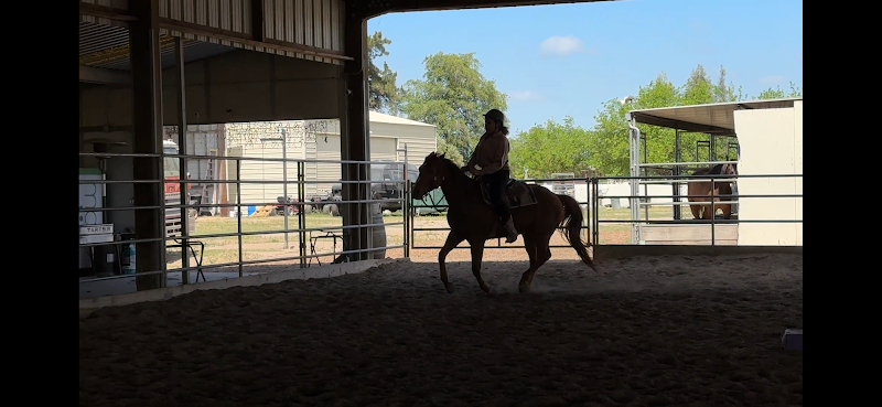 KP Performance Horses photo 5