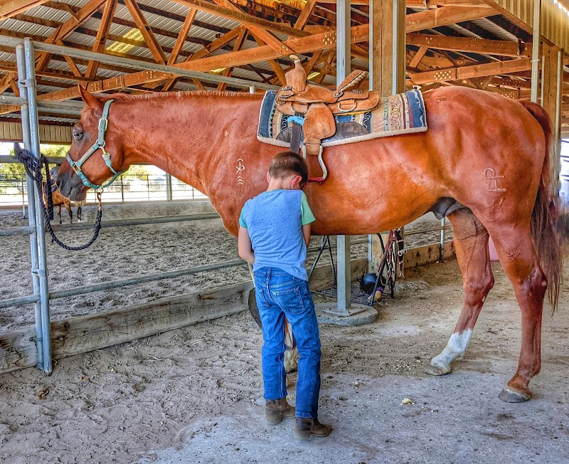 KP Performance Horses photo 3