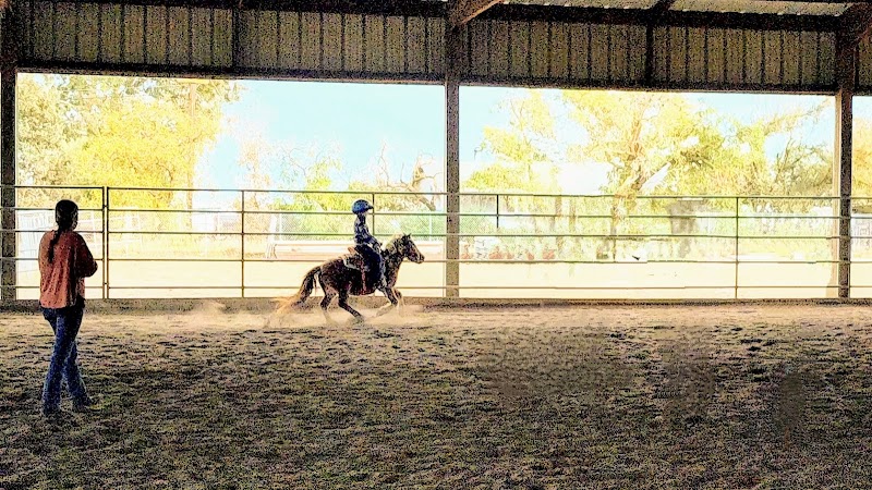 KP Performance Horses photo 4