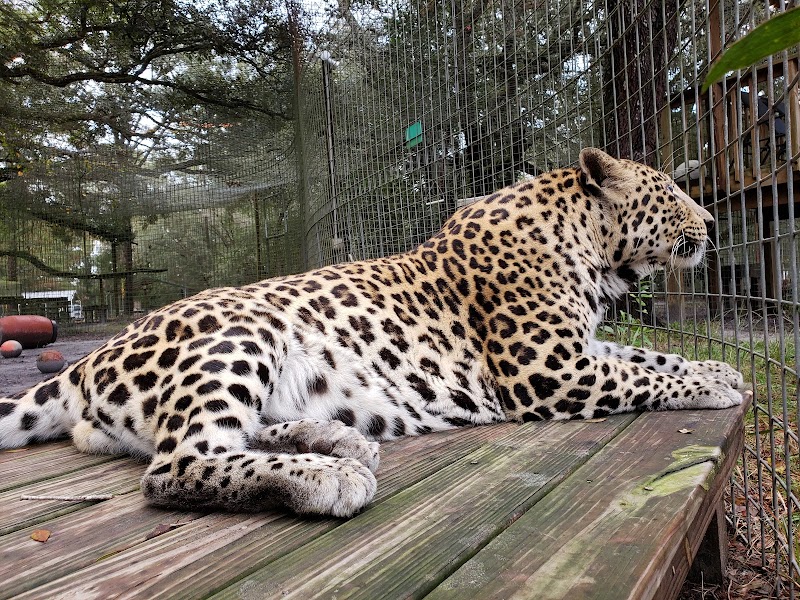 Wildlife Survival Sanctuary photo 3