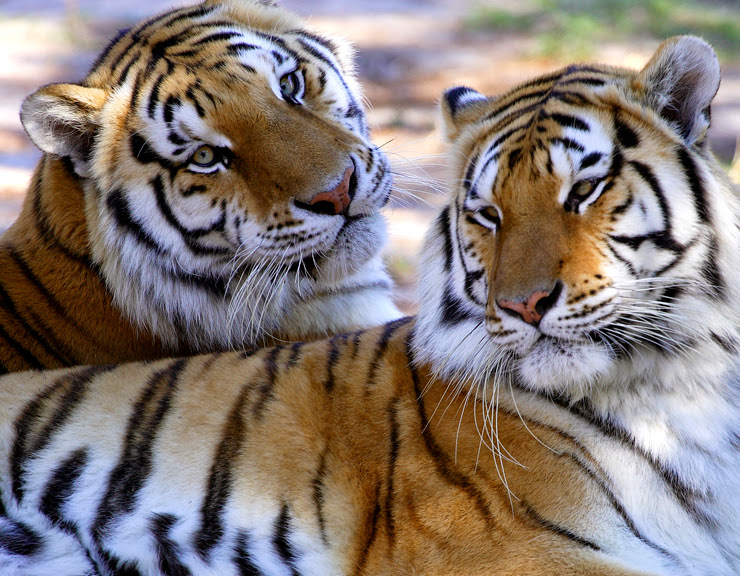 Photo of Wildlife Survival Sanctuary