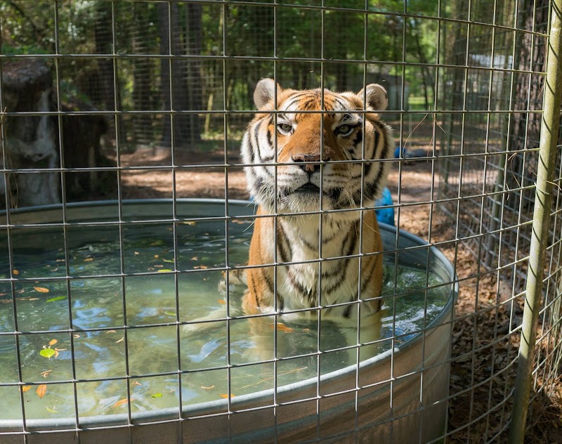 Wildlife Survival Sanctuary photo 4