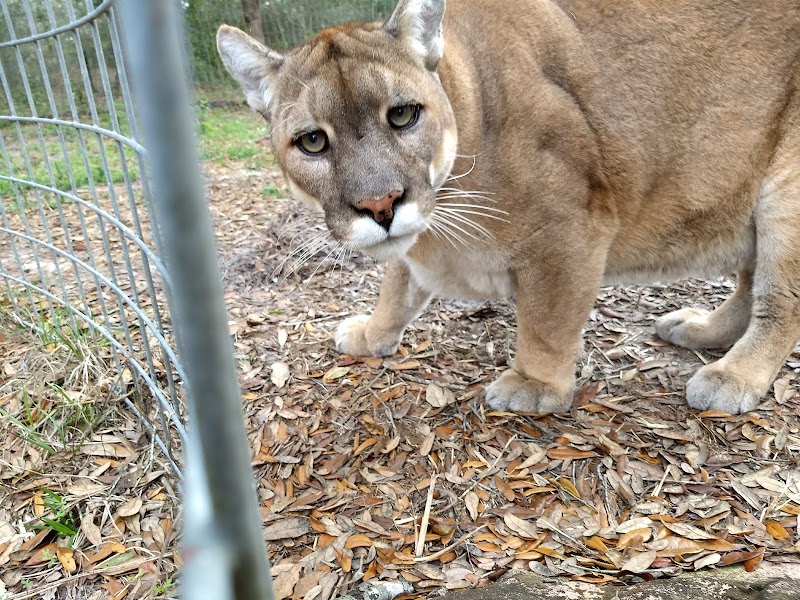 Wildlife Survival Sanctuary photo 5