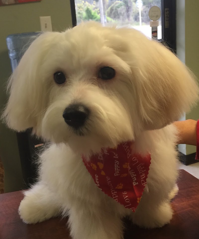 Puppycutz Pet Spa photo 3