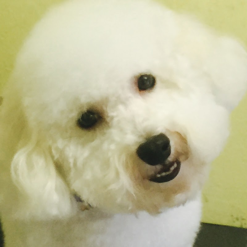 Puppycutz Pet Spa photo 5