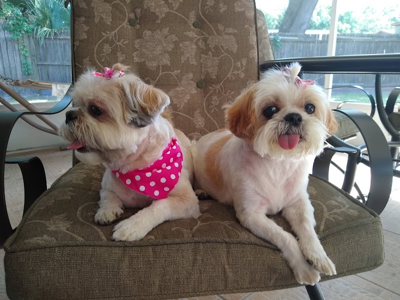 Puppycutz Pet Spa photo 4