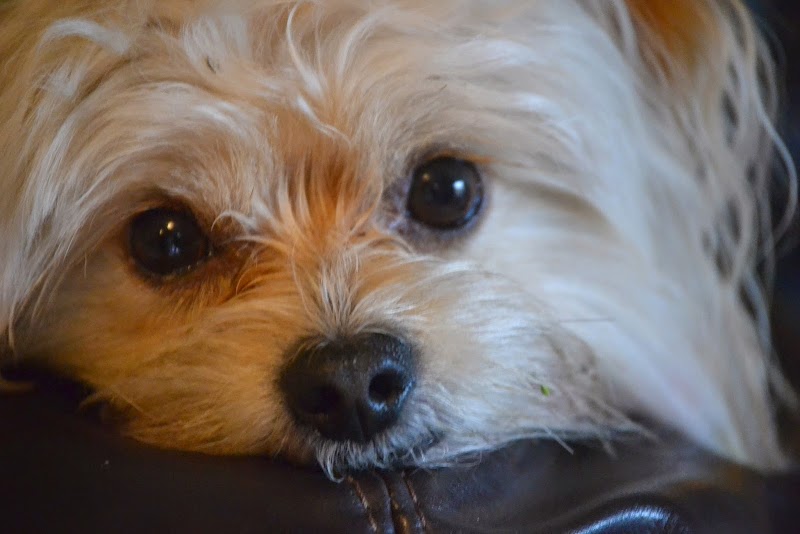 Photo of Puppycutz Pet Spa