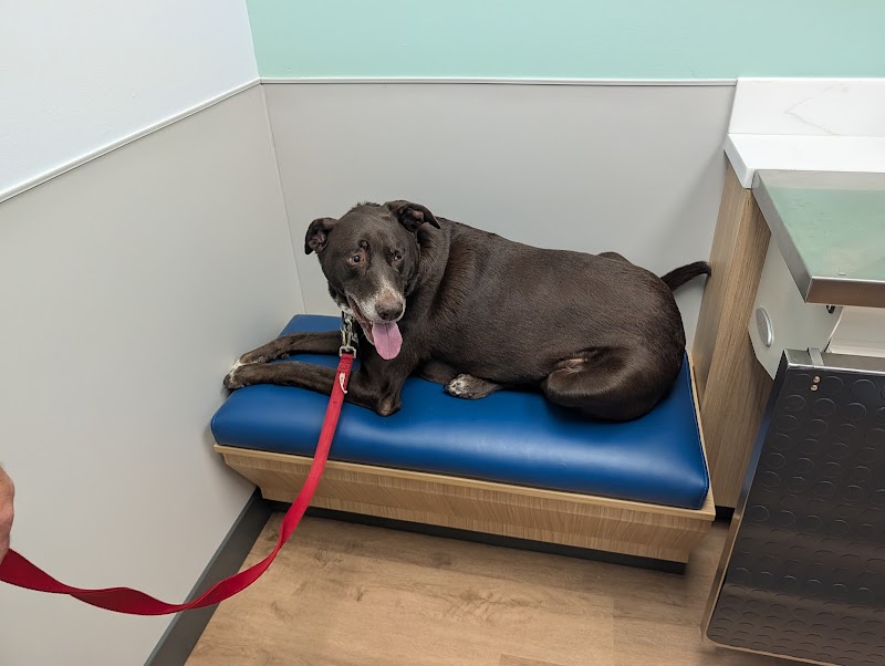 Photo of Livewell Animal Hospital of Wesley Chapel