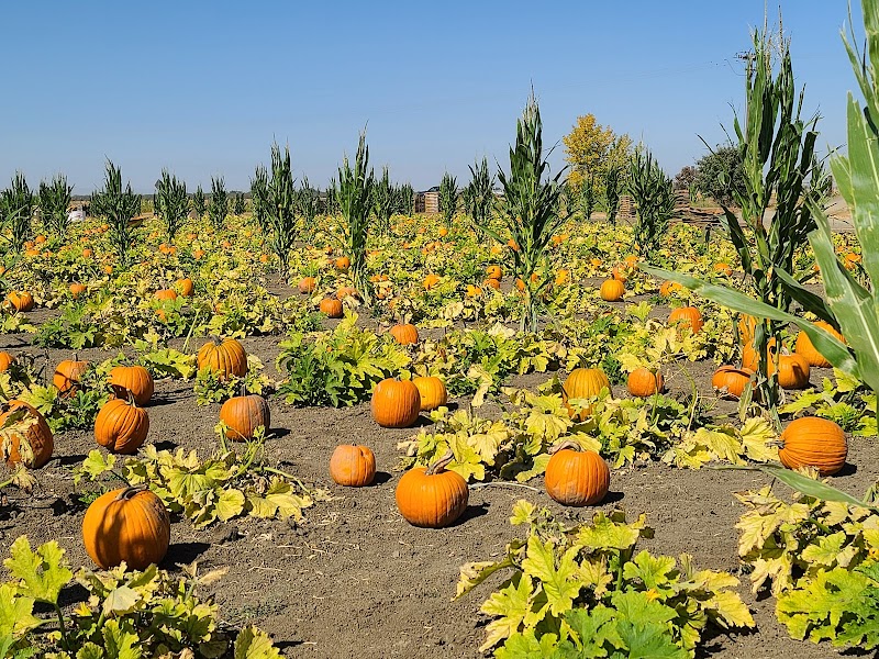 Photo of Impossible Acres U-Pick