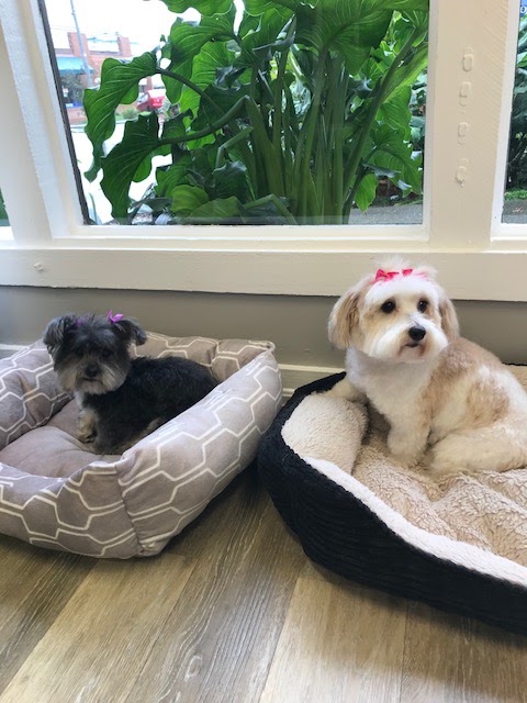 Sausalito Shampooch Dog Salon photo 2