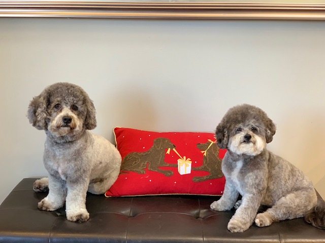 Photo of Sausalito Shampooch Dog Salon