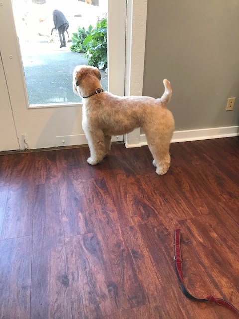 Sausalito Shampooch Dog Salon photo 5