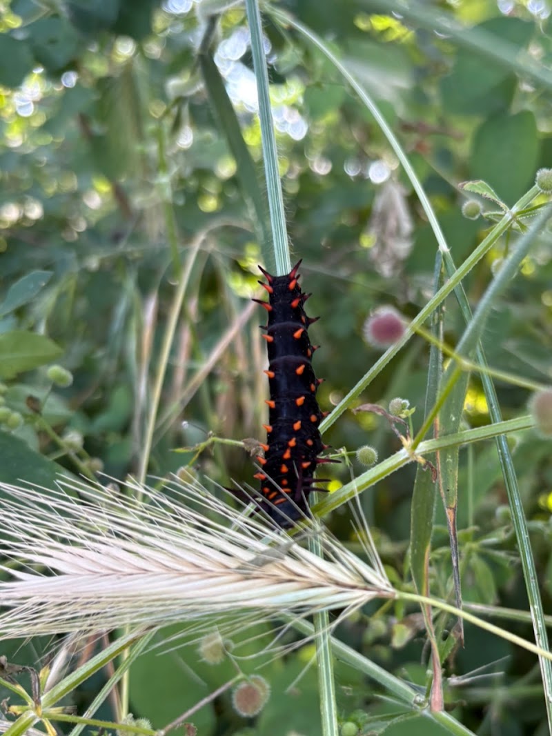 Photo of Sonoma Valley High School Tennis Court