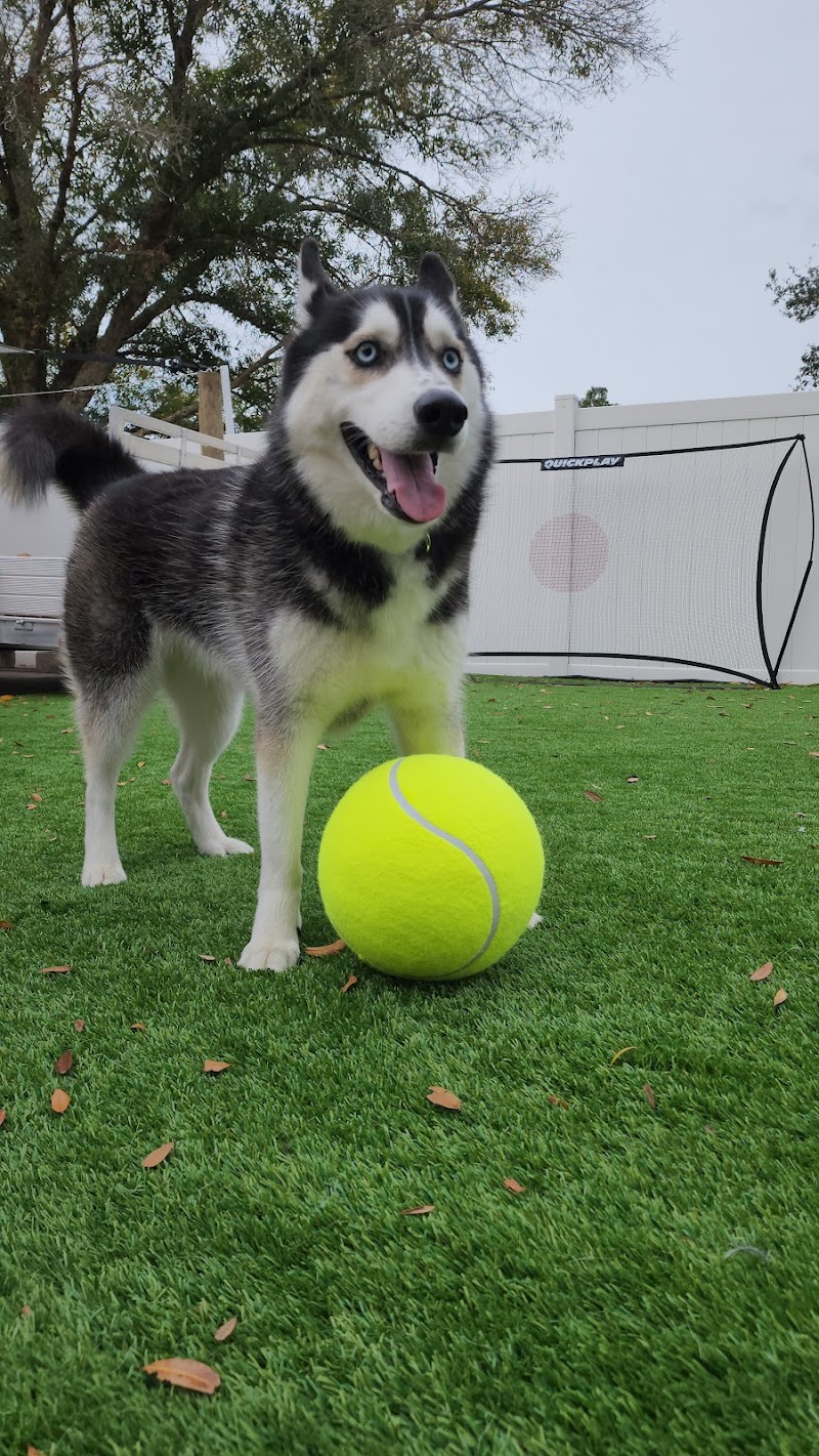Tail Wags and Walks photo 4