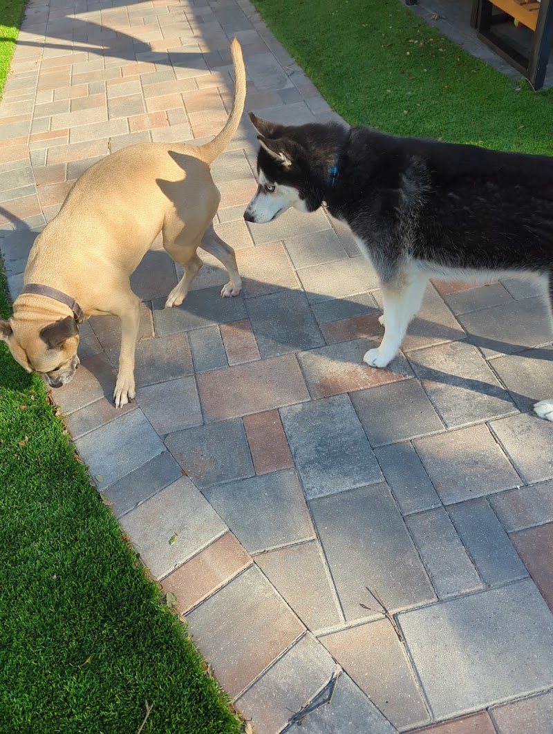 Tail Wags and Walks photo 5
