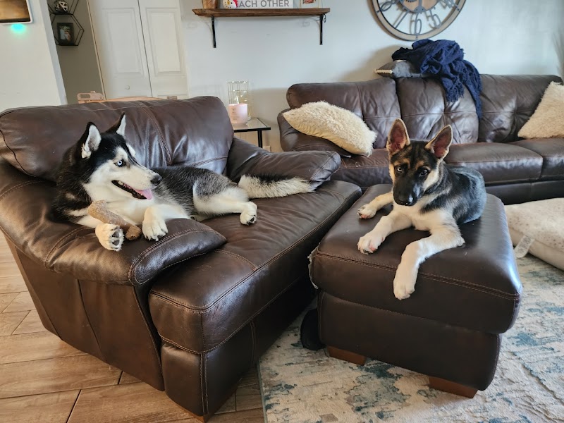 Tail Wags and Walks photo 3