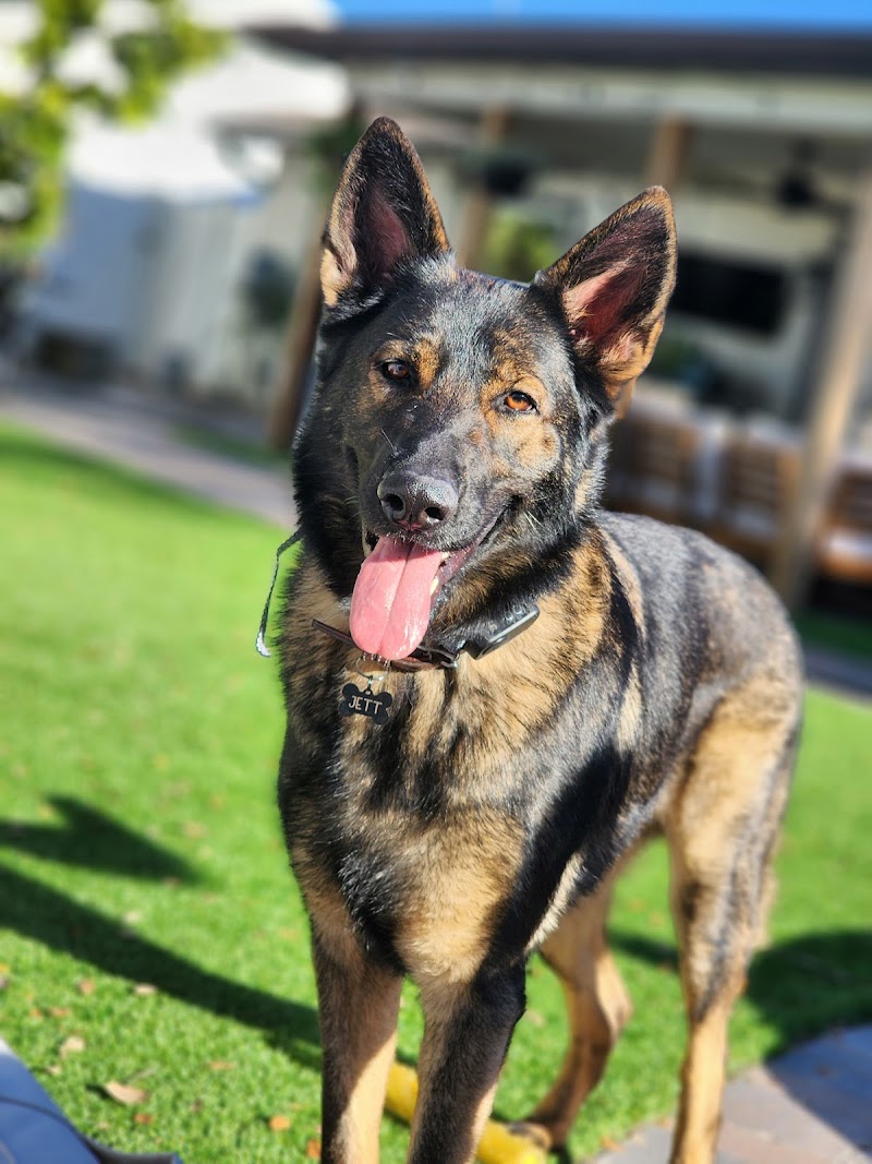 Photo of Tail Wags and Walks