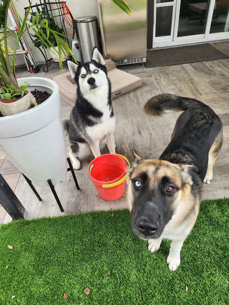 Tail Wags and Walks photo 2