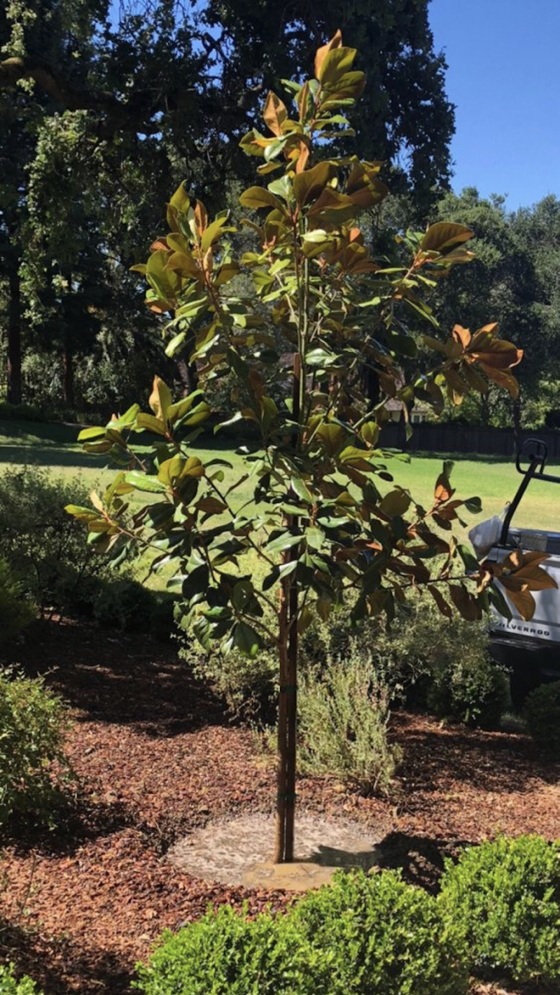 Photo of Redwood maintenance services