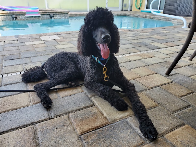 Photo of Posh Pups By Andrea Pet Resort