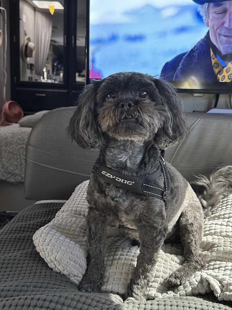 Posh Pups By Andrea Pet Resort photo 4