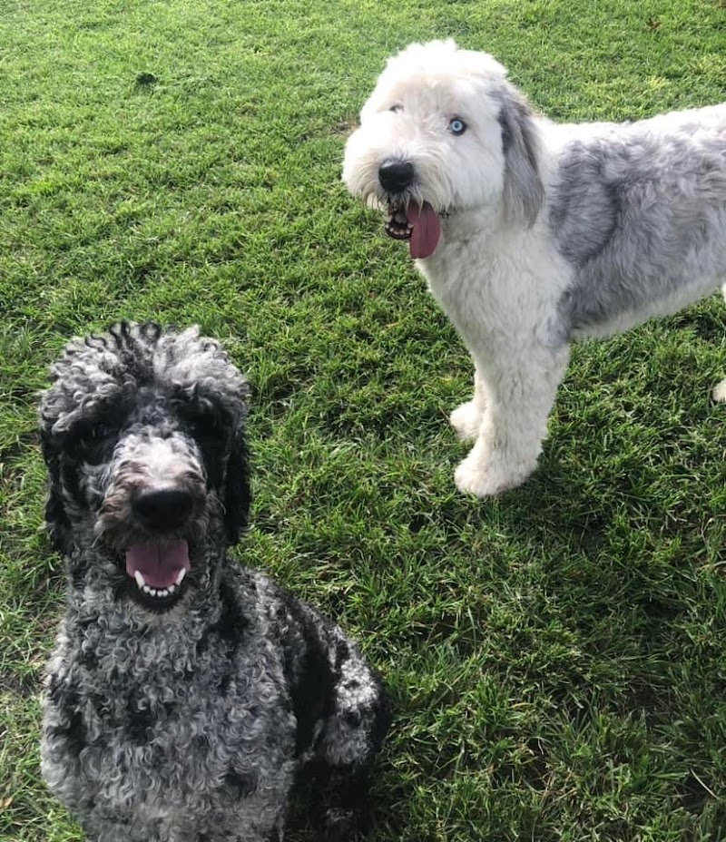 Posh Pups By Andrea Pet Resort photo 3