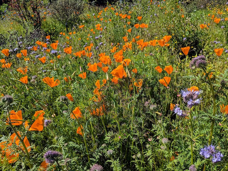 Bol Park Native Garden photo 3