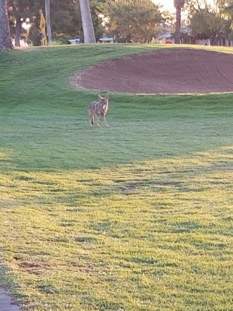 Sun City Country Club photo 4