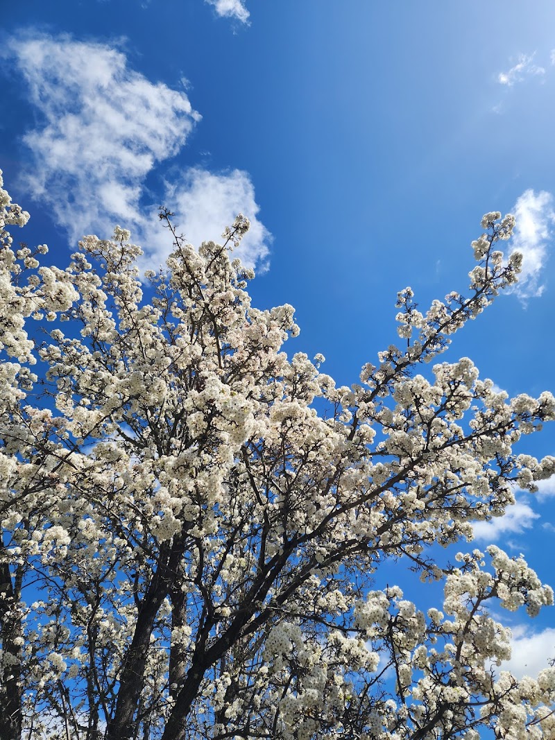 Lakewood Meadows Park photo 4
