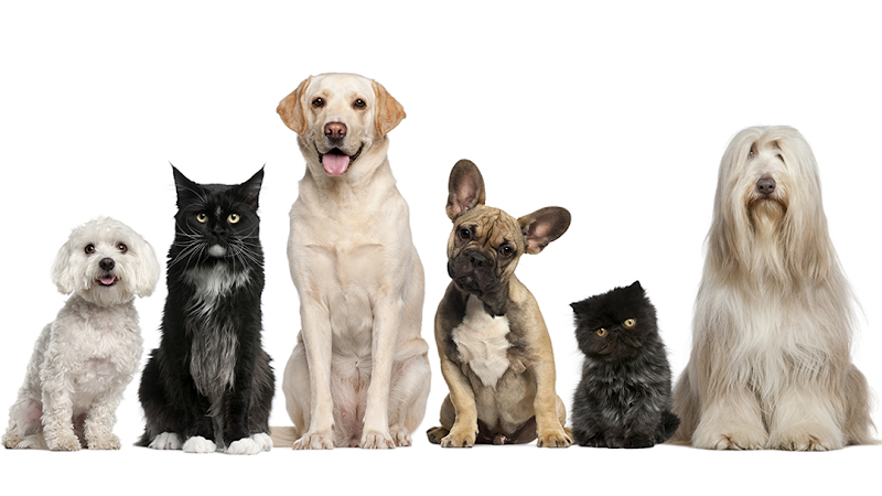 Animal Hospital of Cloverdale photo 5