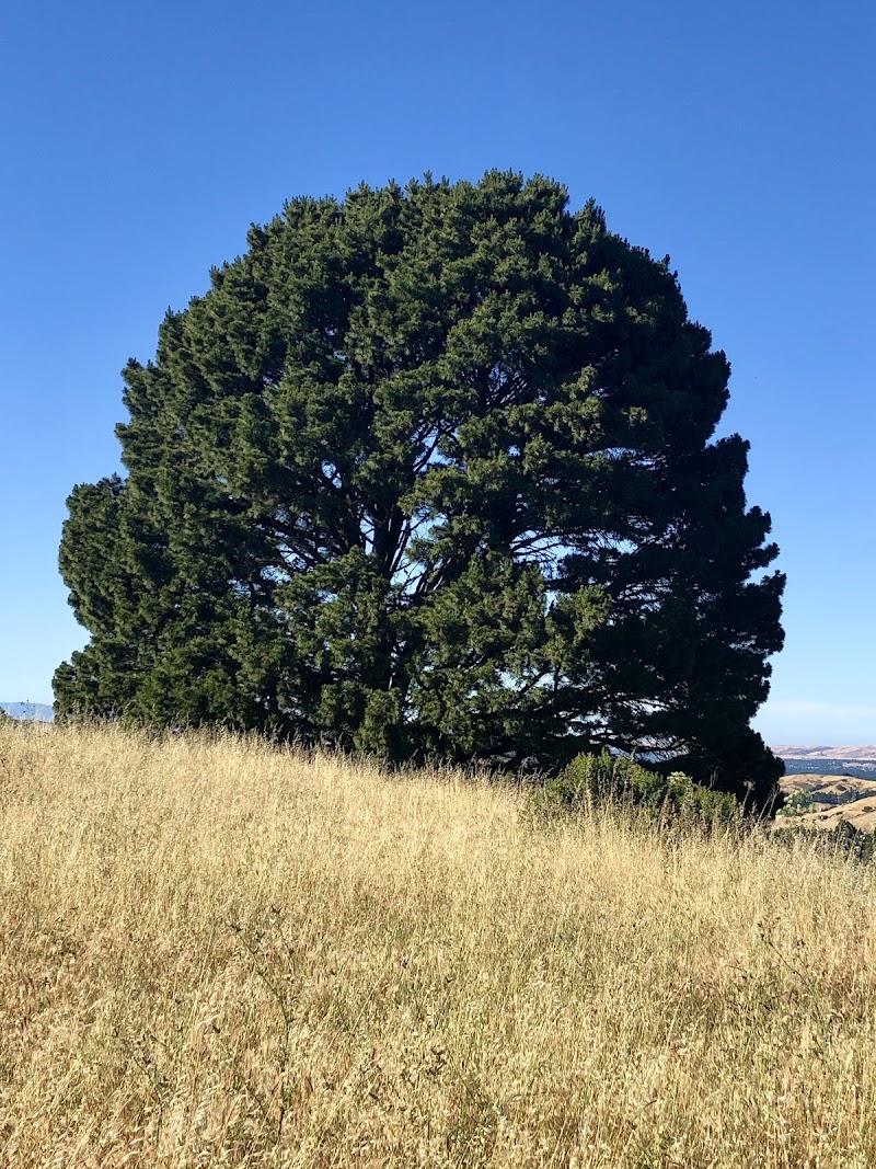Tree Of Life photo 2