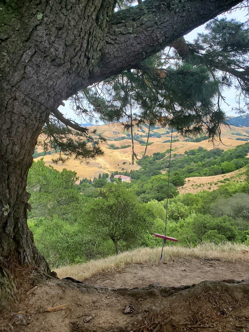 Tree Of Life photo 3