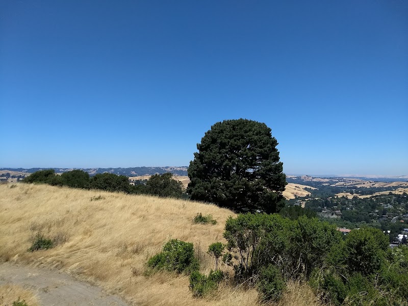 Tree Of Life photo 4