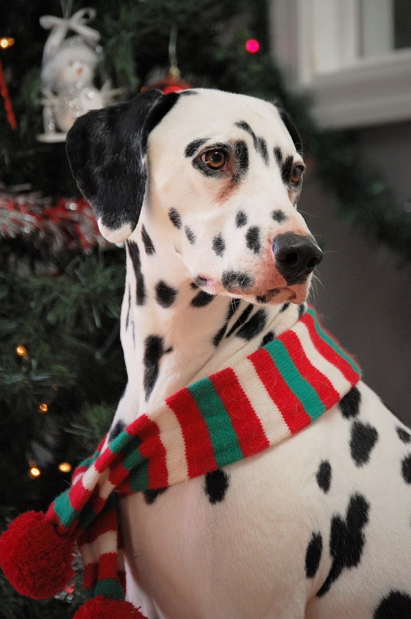 Tailtopia photo 4