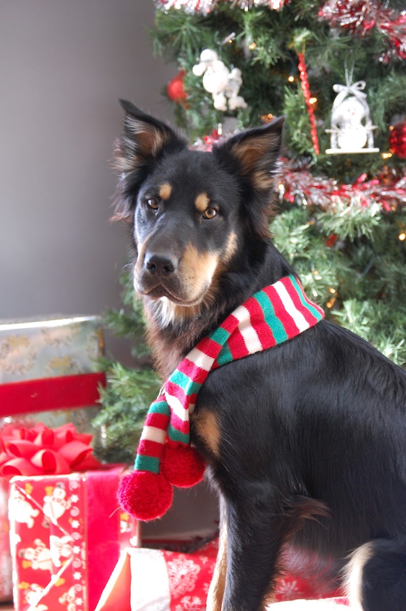 Tailtopia photo 5