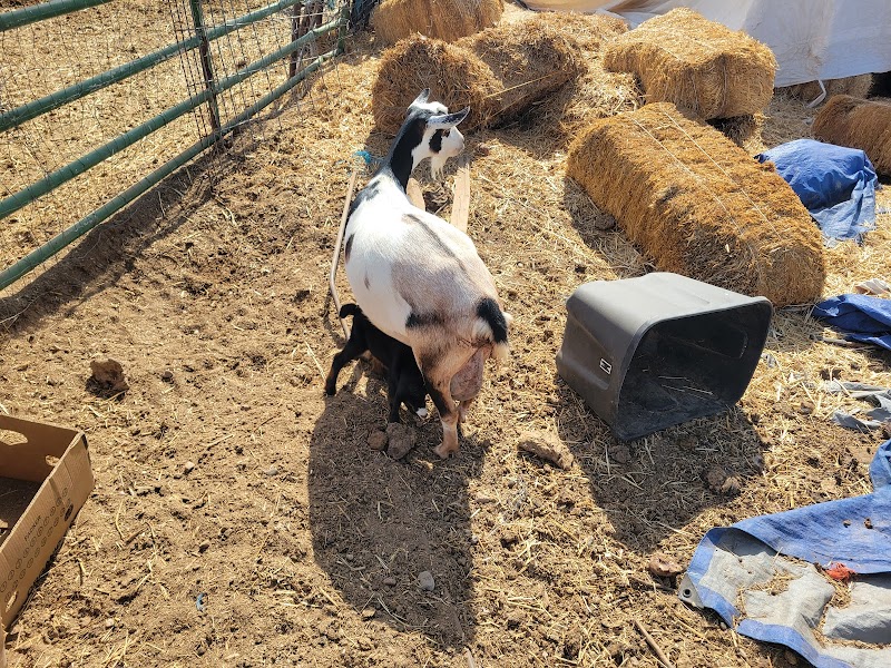 JDMMK RANCH photo 3