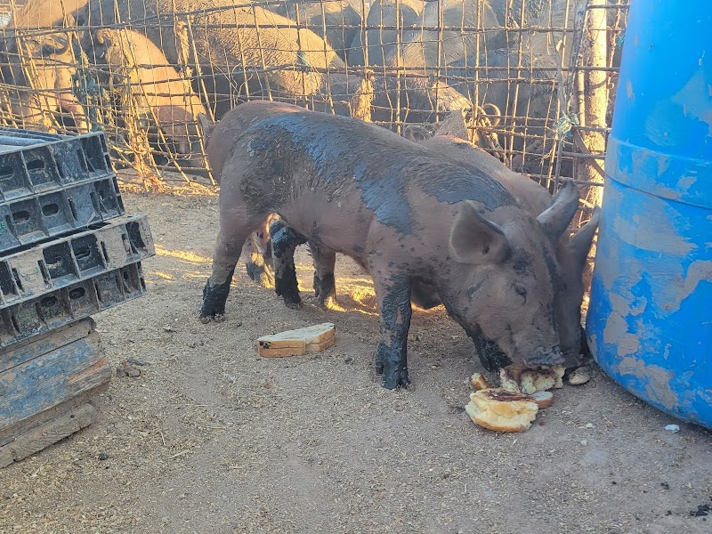 JDMMK RANCH photo 2