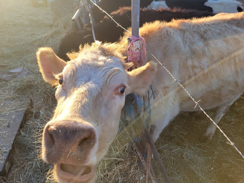 JDMMK RANCH photo 4
