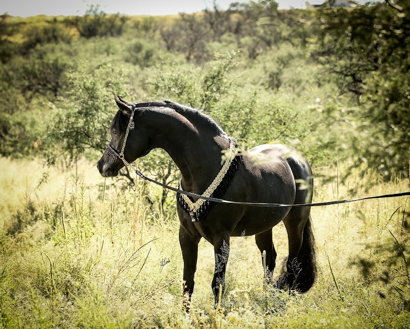 Rincon Creek Arabians photo 3