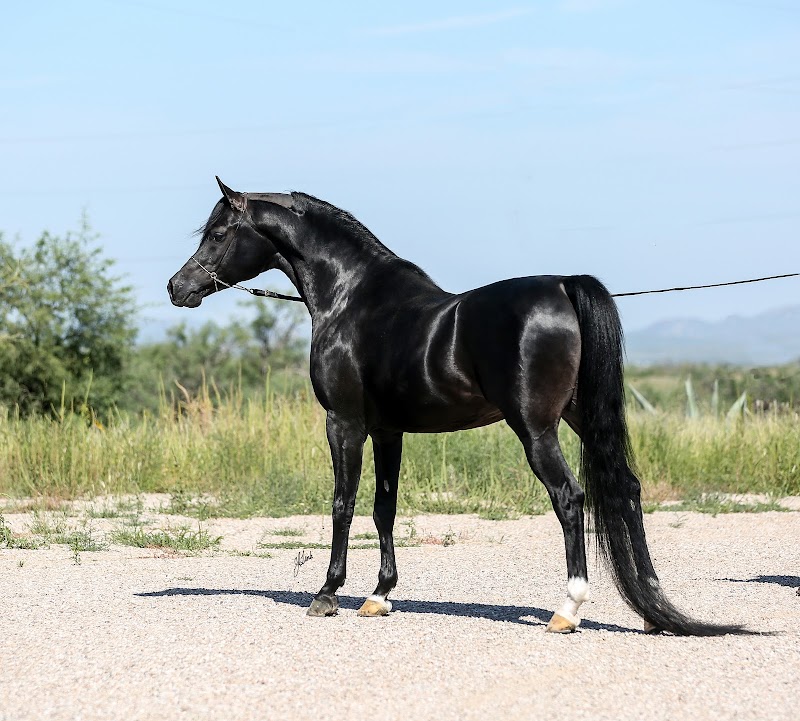 Rincon Creek Arabians photo 5