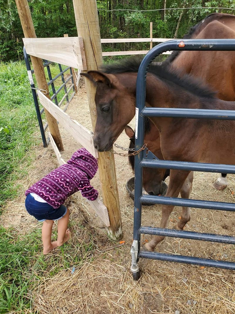 Rincon Creek Arabians photo 4