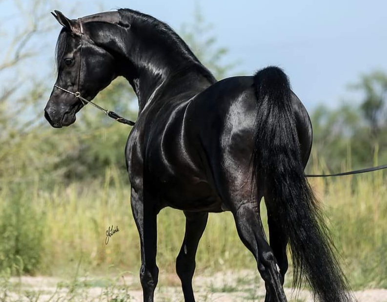 Photo of Rincon Creek Arabians